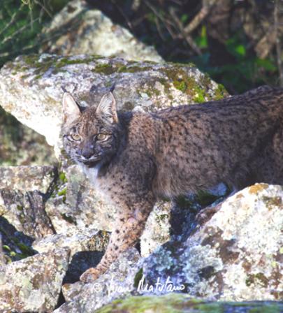 Lynx pardinus, hembra. Jaén.