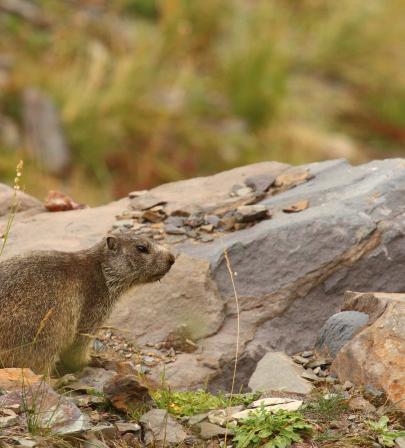 Marmota marmota, juvenil. Huesca. 