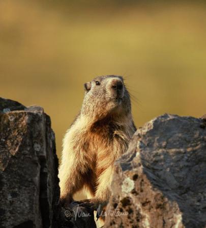 Marmota marmota, adulto. Huesca. 