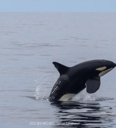 Orcinus orca, hembra, salto.