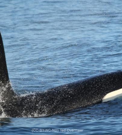 Orcinus orca, macho, aleta dorsal.