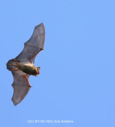 Pipistrellus nathusii, vuelo.