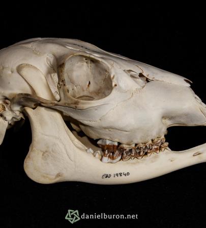 Capreolus capreolus, cráneo, hembra.