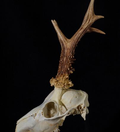 Capreolus capreolus, cráneo, macho.