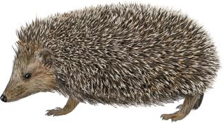 Dibujo Erinaceus europaeus