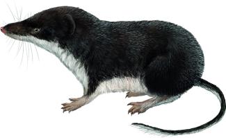 Dibujo Neomys anomalus