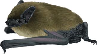 Dibujo Pipistrellus khulii