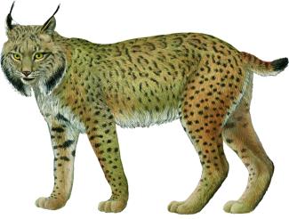 Dibujo Lynx pardinus