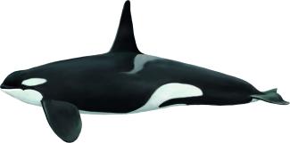 Dibujo Orcinus orca