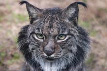 Foto detalle Lynx pardinus Jacinto