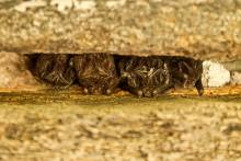 Barbastella barbastellus