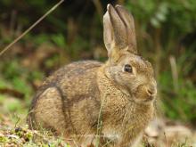 Conejo (Oryctolagus cuniculus). Jaén. 