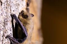 Pipistrellus pygmaeus. Sevilla