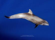 Peponocephala electra