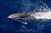Stenella-clymene_Asher Perla