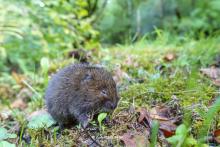 Microtus rozianus