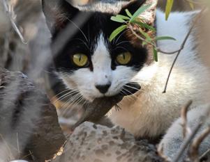 Gato en Canarias, con una especie endémica de lagarto cazada